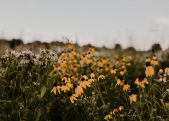 Belajar dari Runtuhnya Abbasiyah