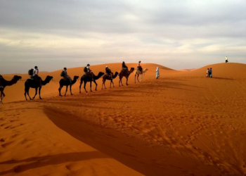 Bukti Kasih Sayang Rasulullah terhadap Hewan