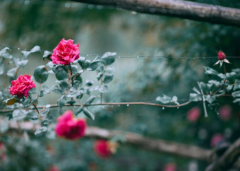 Ciri Mukmin yang Jujur Keimanannya