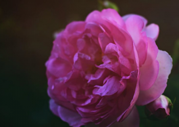 Jangan jadi Orang yang Tidak Tahu Berterima Kasih