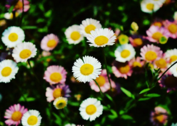 Fakta-fakta Penting tentang Imam Bukhari