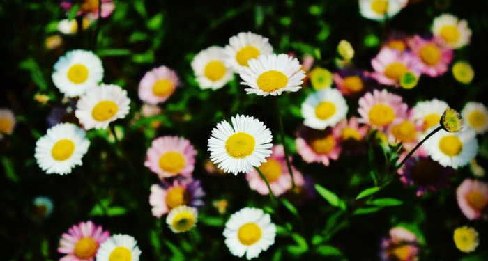 Fakta-fakta Penting tentang Imam Bukhari