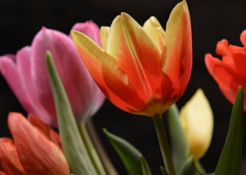 Arti Thulul Amal dan Mengapa Harus Dihindari