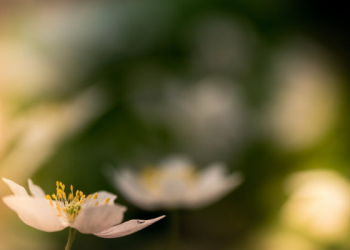 Ulama-ulama Perempuan dalam Perkembangan Peradaban Islam (1)