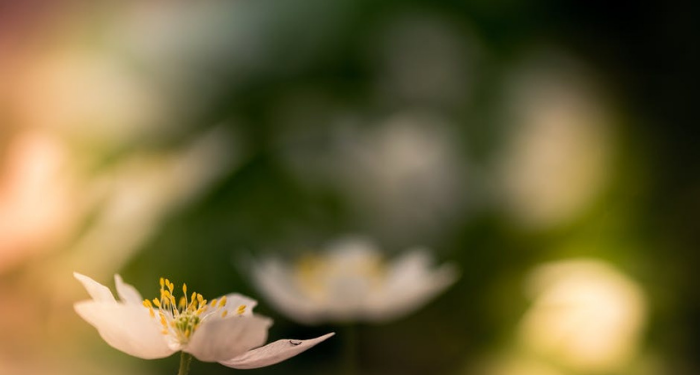 Ulama-ulama Perempuan dalam Perkembangan Peradaban Islam (1)