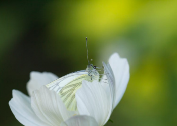 Ulama-ulama Perempuan dalam Perkembangan Peradaban Islam (1)