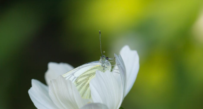 Ulama-ulama Perempuan dalam Perkembangan Peradaban Islam (1)