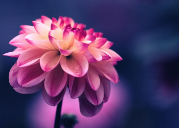 Nasihat Umamah binti Harits Kepada Putrinya