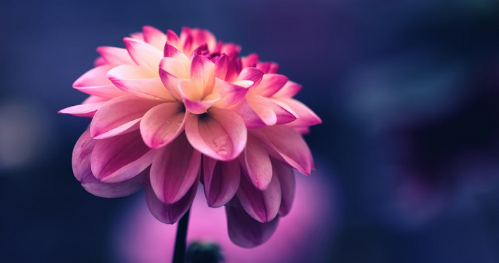 Nasihat Umamah binti Harits Kepada Putrinya