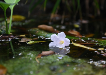Jangan Mudah Melupakan Kebaikan