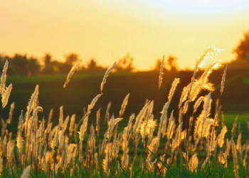 Salamah bin Al-Akwa, Pasukan Jalan Kaki Terbaik