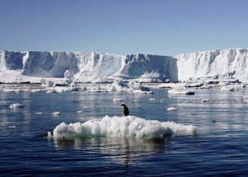 Penguin Ini Lakukan Perjalanan 3.000 Km dari Antartika ke Selandia Baru Secara Tidak Sengaja