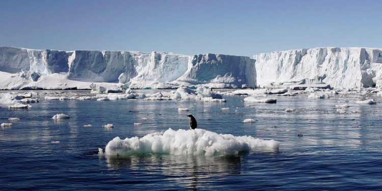 Penguin Ini Lakukan Perjalanan 3.000 Km dari Antartika ke Selandia Baru Secara Tidak Sengaja