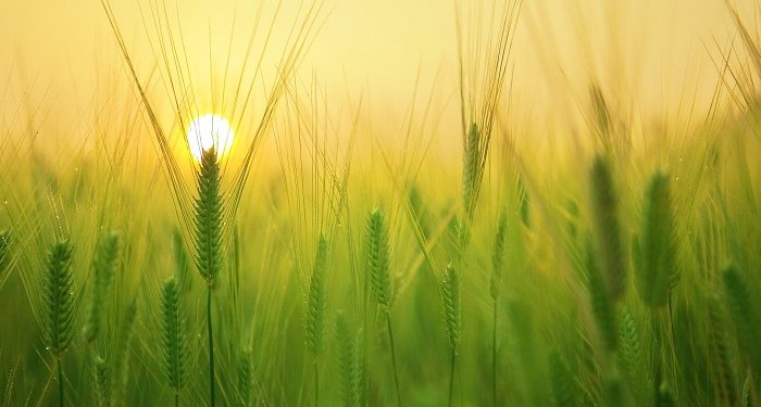 Cara Nabi Mengawali Hari