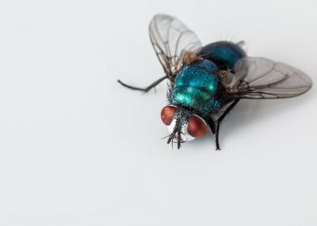 Status Bangkai Hewan yang Tidak Mengalir Darahnya