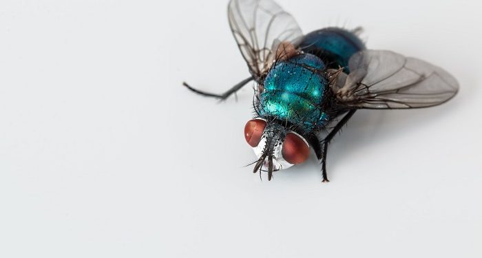 Status Bangkai Hewan yang Tidak Mengalir Darahnya