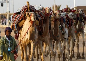 Arab Saudi akan Jadi Tuan Rumah Festival Unta Terbesar di Dunia
