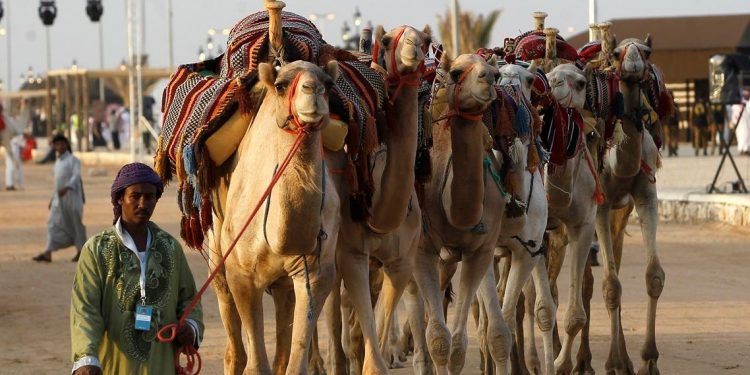 Arab Saudi akan Jadi Tuan Rumah Festival Unta Terbesar di Dunia