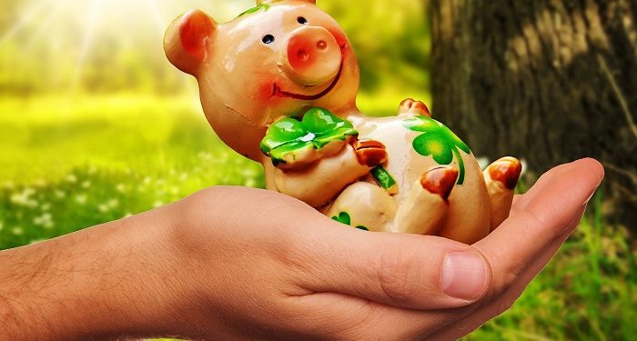Hukum Berinvestasi dalam Peternakan Babi Menurut Syariah