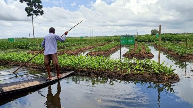 Petani Bangladesh Hidupkan Kembali Hidroponik Kuno