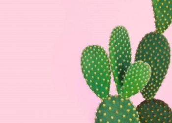 Manfaat Ekstrak Buah Kaktus untuk Kesehatan Kulit