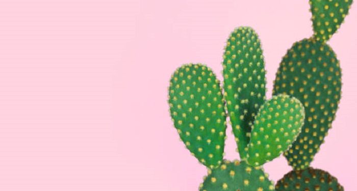 Manfaat Ekstrak Buah Kaktus untuk Kesehatan Kulit