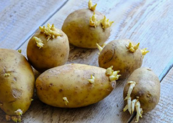 Cek Makanan Beracun Ini Bisa Jadi ada di Dapurmu