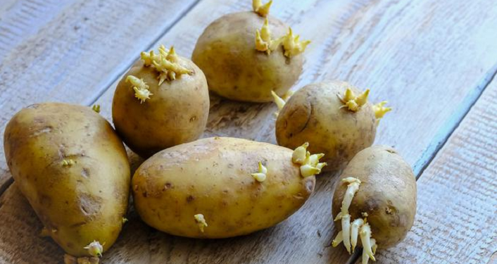 Cek Makanan Beracun Ini Bisa Jadi ada di Dapurmu