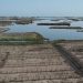 Petani Laguna Tunisia harus Bertahan Saat Permukaan Laut Naik