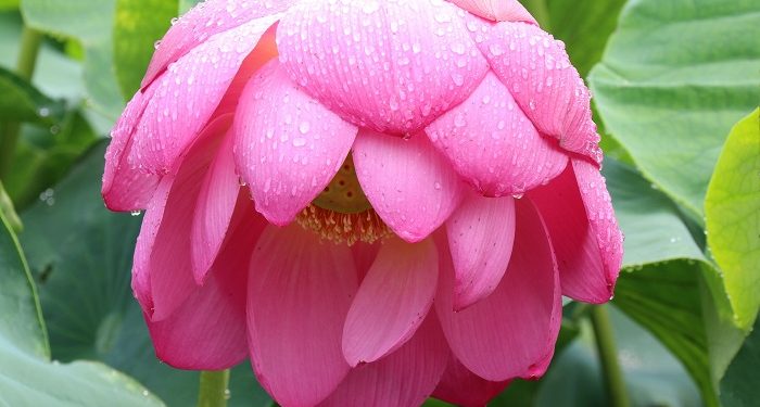 Sepotong Cinta yang Terluka