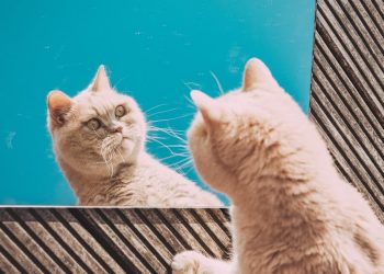 Kucing dapat Melacak Kehadiran Tak Terlihat Pemiliknya Melalui Isyarat Audio