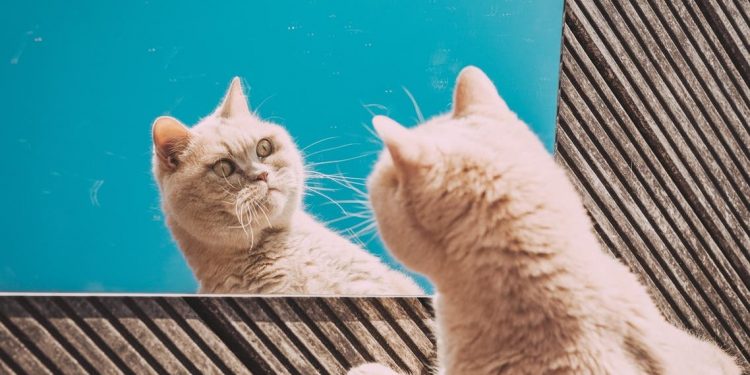 Kucing dapat Melacak Kehadiran Tak Terlihat Pemiliknya Melalui Isyarat Audio