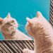 Kucing dapat Melacak Kehadiran Tak Terlihat Pemiliknya Melalui Isyarat Audio