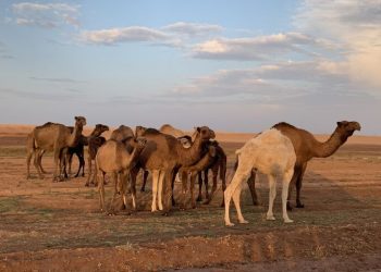 Bahkan Unta pun Ikut Menderita Akibat Kekeringan Parah Melanda Suriah