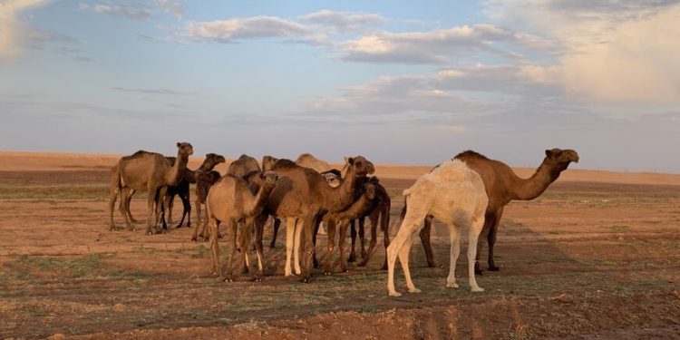 Bahkan Unta pun Ikut Menderita Akibat Kekeringan Parah Melanda Suriah