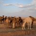 Bahkan Unta pun Ikut Menderita Akibat Kekeringan Parah Melanda Suriah