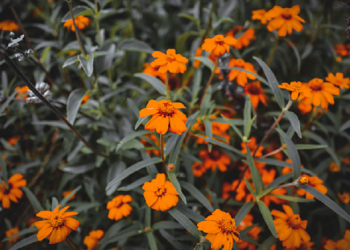 Friend's Till Jannah (Bag.3)