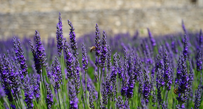 Friends Till Jannah (Bag.4)