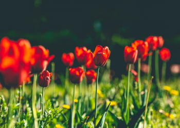 Berawal dari Nabi Muhammad Diolok-olok, ini Kisah Keislaman Hamzah bin Abdul Muthalib yang Unik