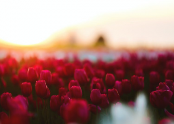 Abu Ubaidah bin Jarrah, Orang Kepercayaan Umat