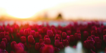 Abu Ubaidah bin Jarrah, Orang Kepercayaan Umat