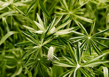 Teladan dari Thufail bin Amr