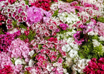 Inspirasi dari Zaid bin Tsabit, Pemuda yang Daya Ingatnya Luar Biasa