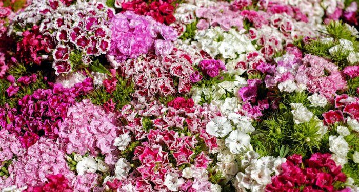 Inspirasi dari Zaid bin Tsabit, Pemuda yang Daya Ingatnya Luar Biasa