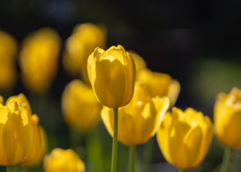 Apakah Ada Doa Setelah Iqamah?