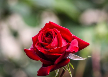 Bahagianya Bersekolah di Boarding School