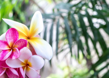 Perempuan di balik Kisah Nabi Musa
