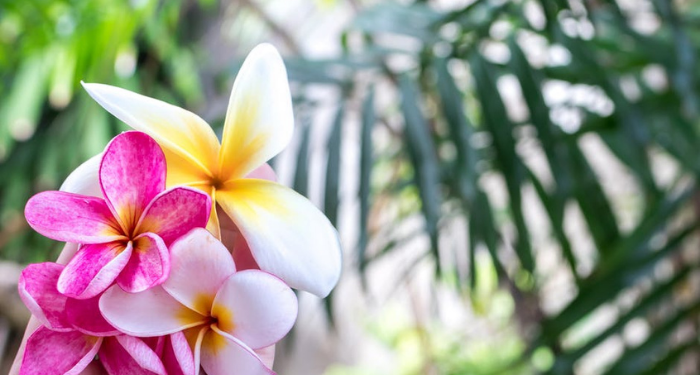 Perempuan di balik Kisah Nabi Musa