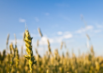 Loyalitas dari Ummu Habibah