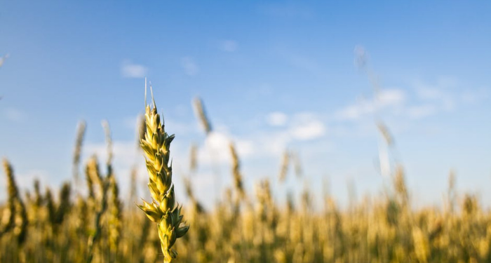 Loyalitas dari Ummu Habibah